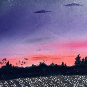 Cotton field sunset